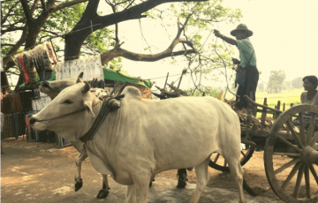 belmond road to mandalay 41